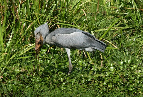 Schuhschnabel, Albertnil, Uganda
