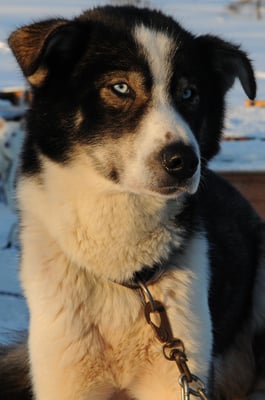 Husky Schlittenhund bei Tagweache