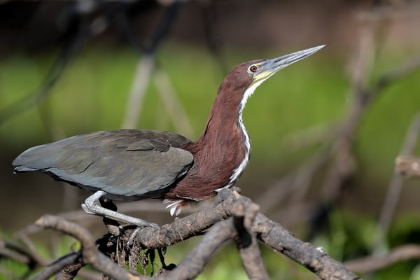 Marmorreiher (Tigrisoma lineatum); Pantanal Juli 2016