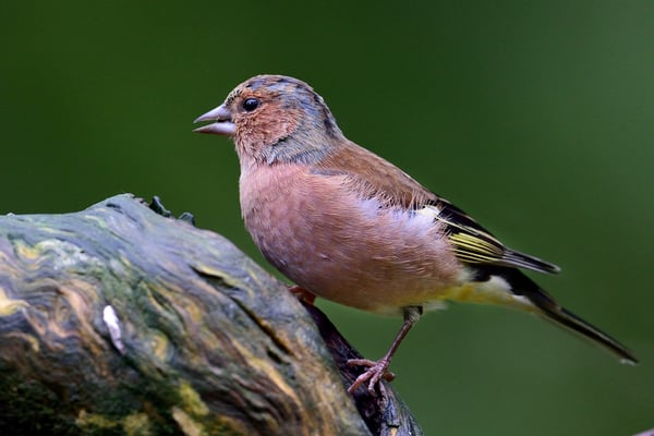Buchfink (Fringilla coelebs), Männchen; im Wald bei Lauvsnes (Flatanger NO); 8.9.2015