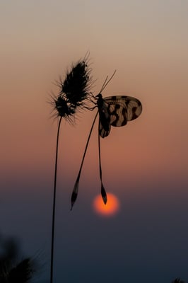 80 - Schwalbenschwanzhaft 