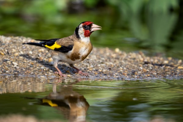 40 - Stieglitz an der Wasserstelle