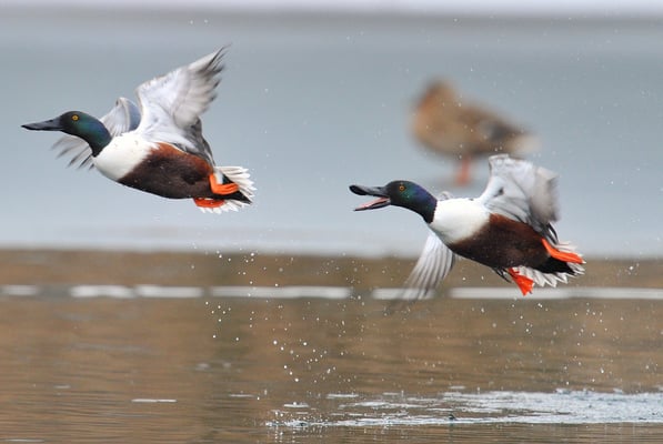 Löffelente (Anas clypeata); Rotsee; 16. Febuar 2012