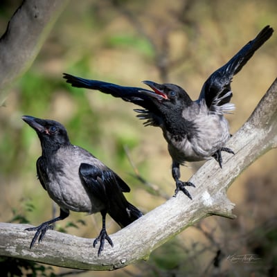 68- Aufregung bei Nebelkrähen