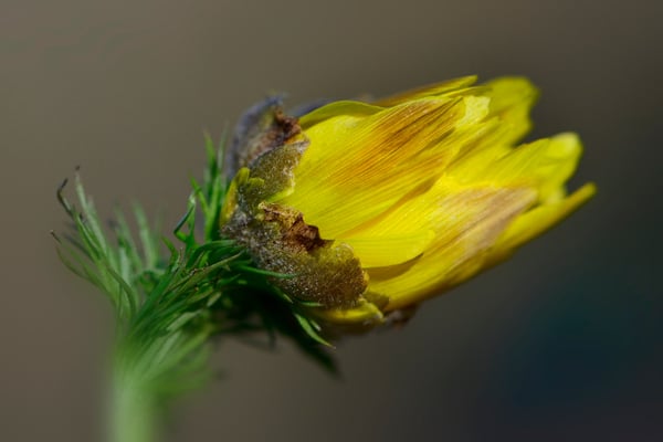 Adonisröschen (Adonis); 16. März 2013