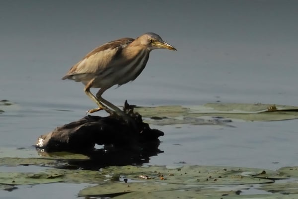 Zwergdommel (Ixobrychus minutus); Stille Reuss