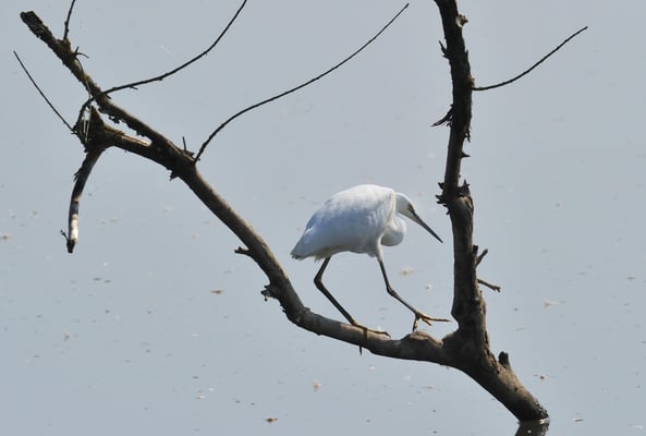 Seidenreiher (Egretta garzetta); Neerachr Ried