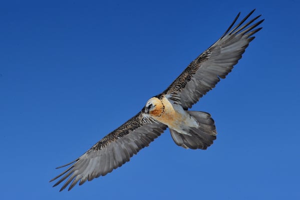 Bartgeier, Februar 2013, VS