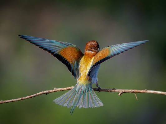 30 - Bienenfresser gerade gelandet