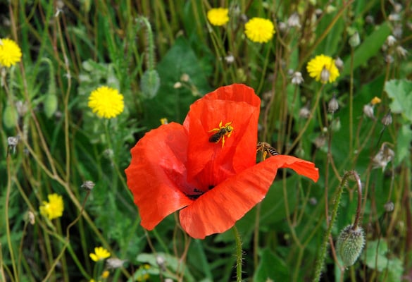 Frühlingswiese bei S. Stefano, Canale