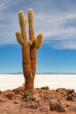 Wilde, grosse Kakteen auf der kleinen Insel Incahuasi im Zentrum des Salar Uyuni