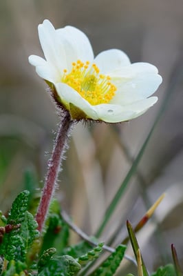 Silberwurz (Dryas octopetala); Svalbart 2. Juli 2015