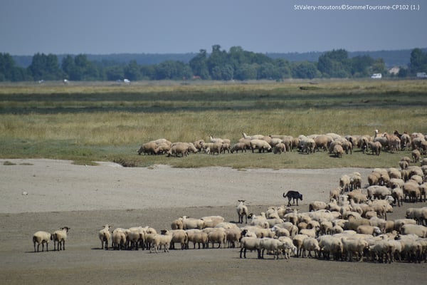 mouton des pres salé baie de somme