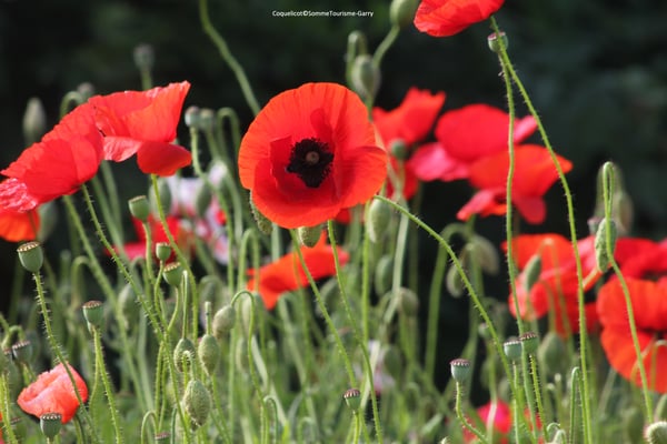 Champs de Bataille de la Somme