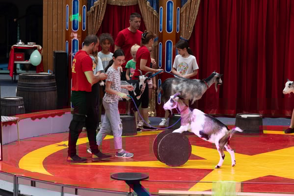 Das Zirkusprojekt in der Steinenbergschule in Stuttgart-Hedelfingen