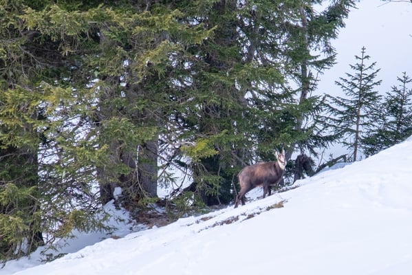  Dies Gämse beäugt unsnseren Aufstieg, immer bereit zur Flucht (Bild Marco)