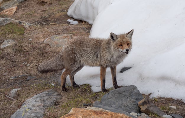 Vor einem Jahr wartete dieser Fuchs noch vom Schneegestöber heimgesucht auf etwas fressbares, jetzt ist er zum festen Mitbewohner der Trifthütte herangewachsen