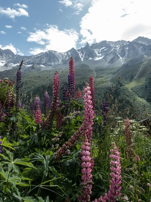 Warum gedeihen die Lupinen von Arolla so prächtig? Weil sie einen imposanten Ausblick auf die Aiguille de la Tsa geniessen