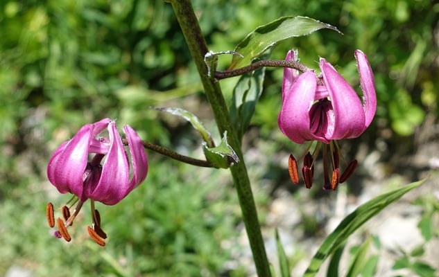 Türkenbund am Lauteraarsee