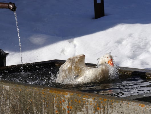 Und gleich noch eine obendrauf, was für eine Erfrischung bei diesem Temperaturschub