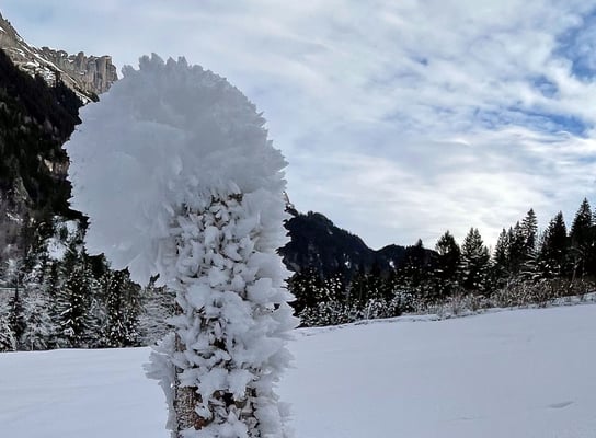 Wunderschöner Reif bedeckt den Talboden und die ersten Meter darüber, nur wenig höher sind die Bäume schwarz