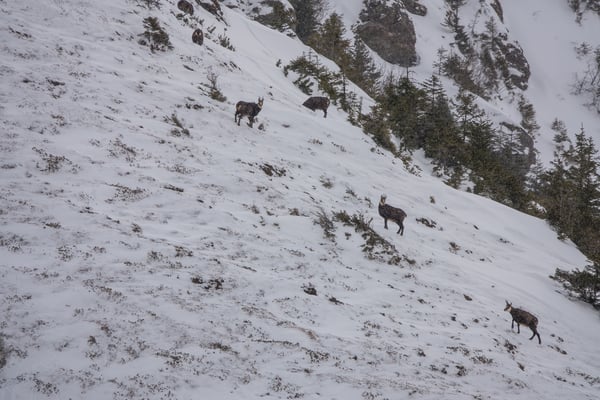 Auch die Gämsen haben noch ein paar Grassbüschel für Ihre spartanische Nahrung gefunden