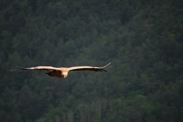 Ein Strich von einem Profil, die grossen Vögel sind Meister des Fliegens