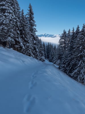 Über dem Nebel waren wir nur noch zu zweit, der Hase und ich