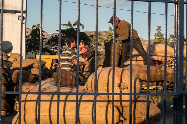 Es ist Erntezeit. Pausenlos werden Säcke voll Oliven zu den Pressen gekarrt