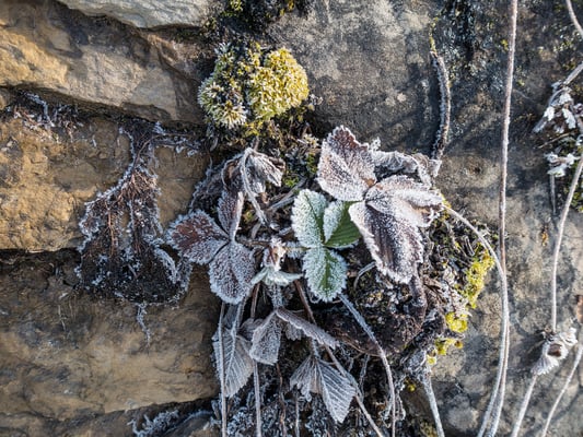 Unsere erste Schneeschuhtour führt zum Engelhorn im Kandertal. Die Kälte wäre da, aber die Schneeschuhe brauchts erst nach eineinhalb Stunden Fussmarsch