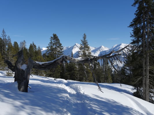 Ab hier sind die Markierungen rarer, nicht aber der gut gespurte Schneeschuhpfad