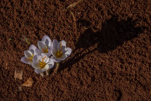 Bei dieser Farbenpracht fühlt sich diese Biene magisch angezogen