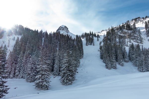 Diese Waldlichtung und die Rinnen darüber habe ich auf der Karte entdeckt, noch ist keine Spur in meiner Linie