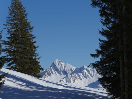Zwischen Tannen lugt das Tannhorn hervor
