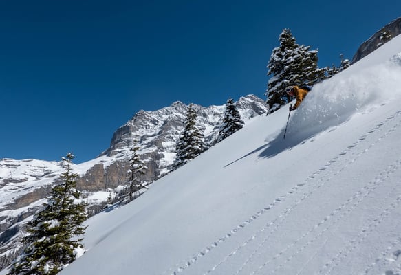 In der Höhe kanadisches Powderfeeling...