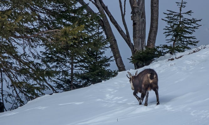 Ohne Hast trottet das Tier in eine sichere Entfernung