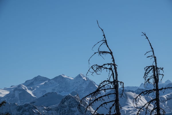 Der Ausblick auf Wetterhorn, Mittelhorn und Rosenhorn kann sich sehen lassen