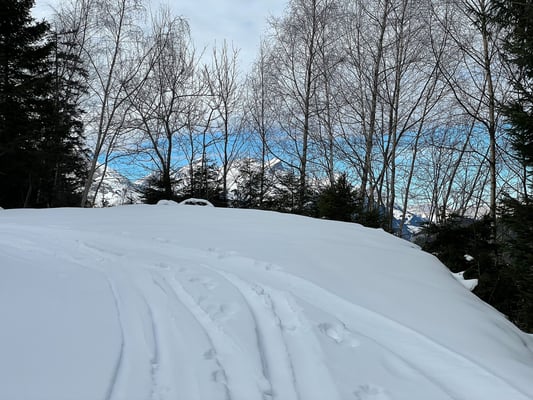 Gemütlich steige ich der Forststrasse entlang im steilen Wald hoch
