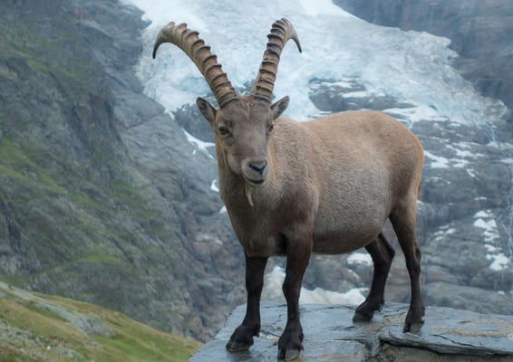 Mächtiger Bursche vor der Glecksteinhütte