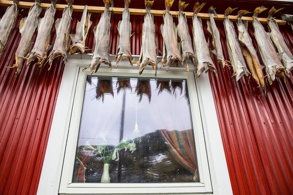 Der Stockfisch wird getrocknet und nachher nach Italien und Afrika transportiert