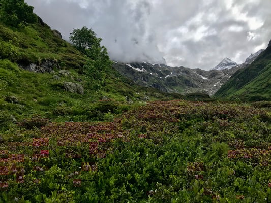 Die Alpenrosen stehen in voller Blüte. In der Bildmitte links vom Markanten Schneefeld zieht unsere Linie zum Wendengletscher empor. Dieser ist nur noch ganz rechts unter dem Grassen sichtbar