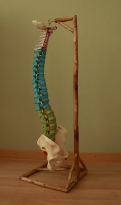 Wirbelsäule Model