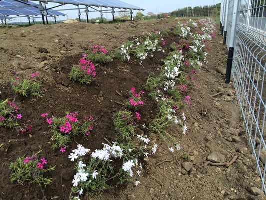 シバザクラの植栽