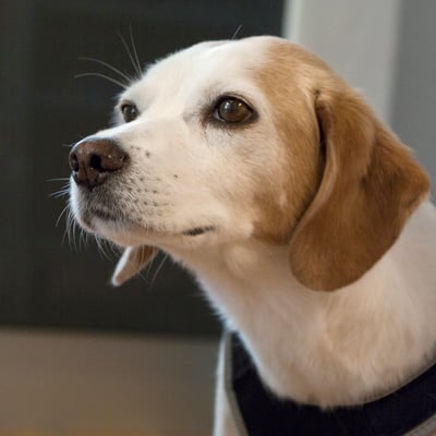 Ergotherapie Stein am Rhein Tiergestützte Therapie