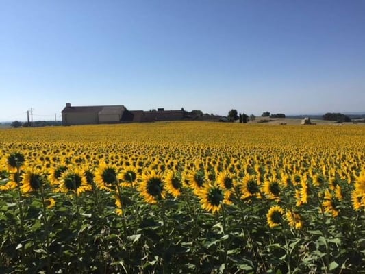 フランス現地発　日本人ガイド　シャンブルドット 滞在ツアー　コンク　サンシルラポピー