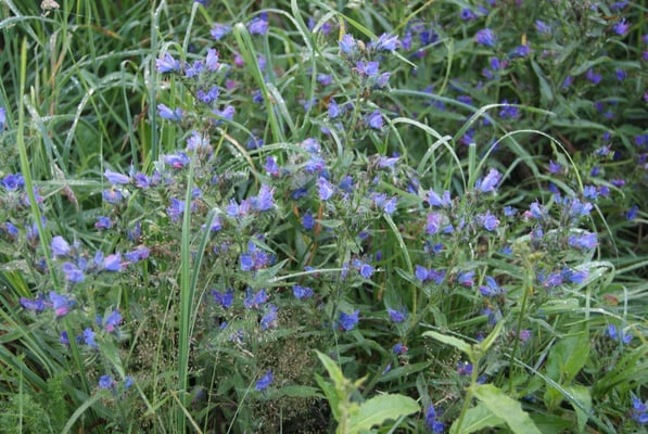 ピレネー山脈高山植物