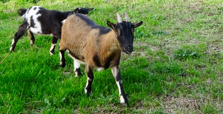 フランス現地発　日本人ガイド　シャンブルドット 滞在ツアー　コンク　サンシルラポピー