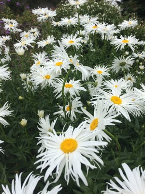 フランスハーブワークショップ