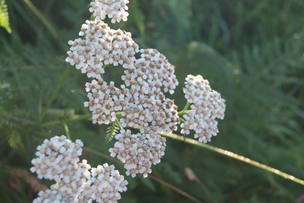 ピレネー山脈高山植物