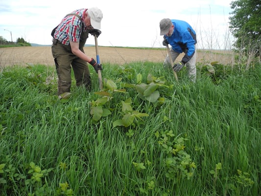 Beseitigung des japanischen Staudenknöterichs in der Ober-Mörler Feldflur